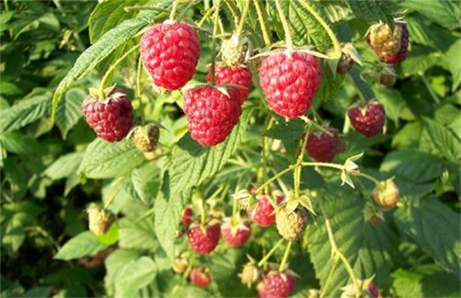 树莓 种植效益 分析
