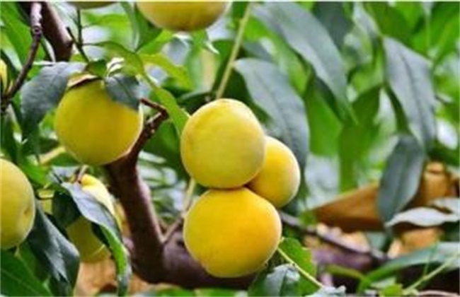 黄桃种植效益