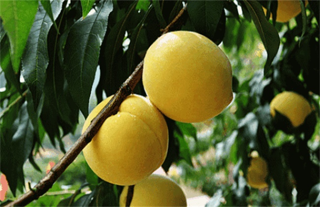 黄桃种植效益