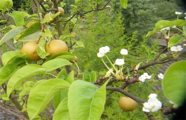 梨树 种植 效益