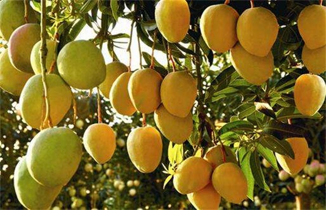 芒果种植效益