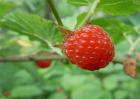 树莓种植效益分析