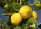 柠檬种植效益