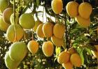 芒果种植效益