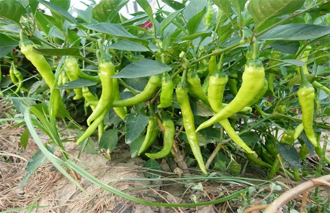 辣椒 种植效益 分析