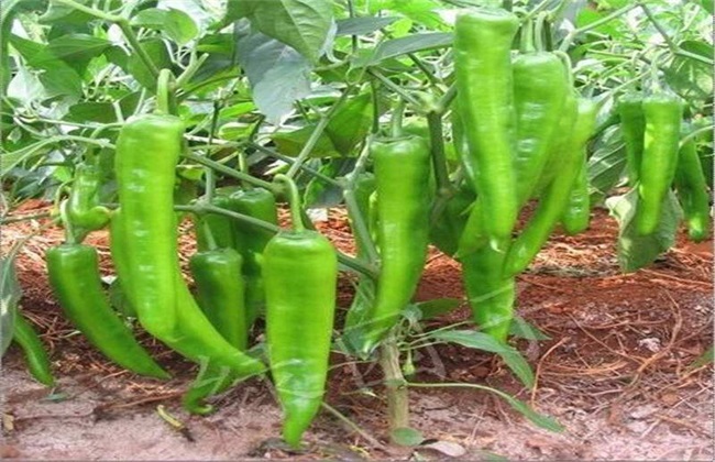 辣椒 种植效益 分析