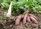 红薯种植效益分析
