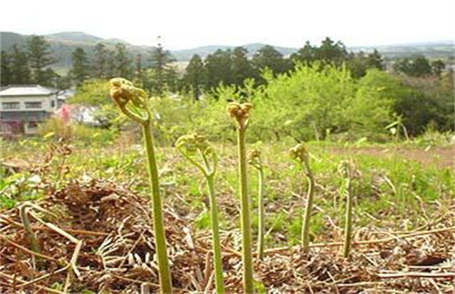 蕨菜种植效益