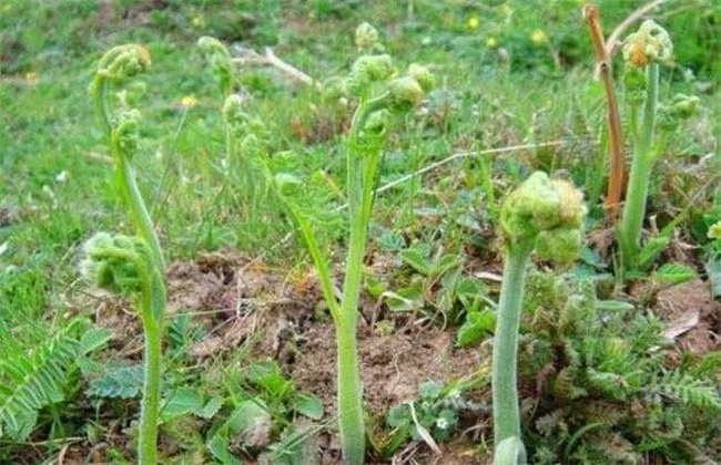 蕨菜种植效益
