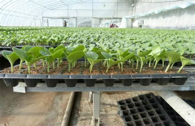 西瓜 播种育苗 技术
