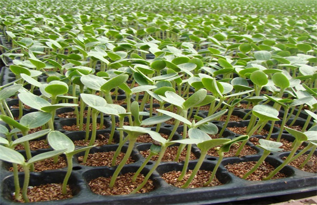 西瓜 播种育苗 技术
