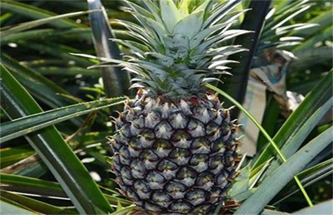 菠萝常见种类及图片大全