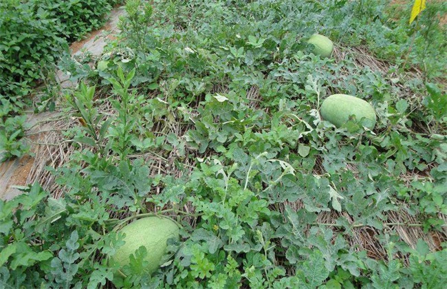 西瓜 常见品种 图片