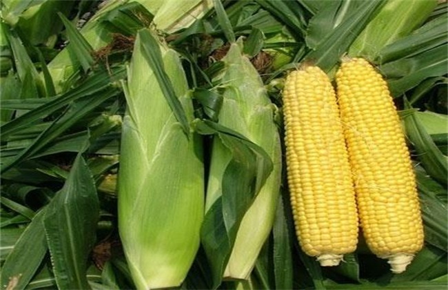 玉米常见的种类及图片