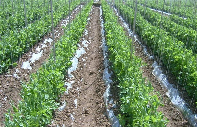 豌豆育苗技术