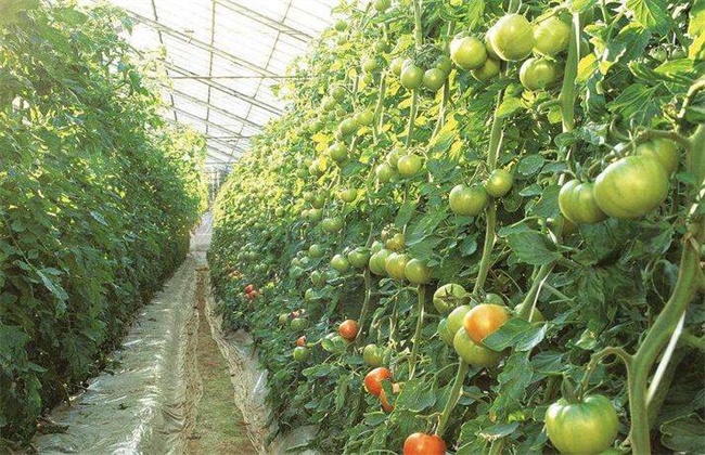 西红柿种植效益