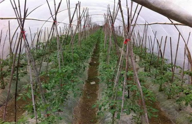 西红柿种植效益
