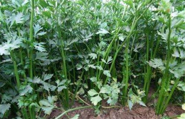 芹菜种植效益