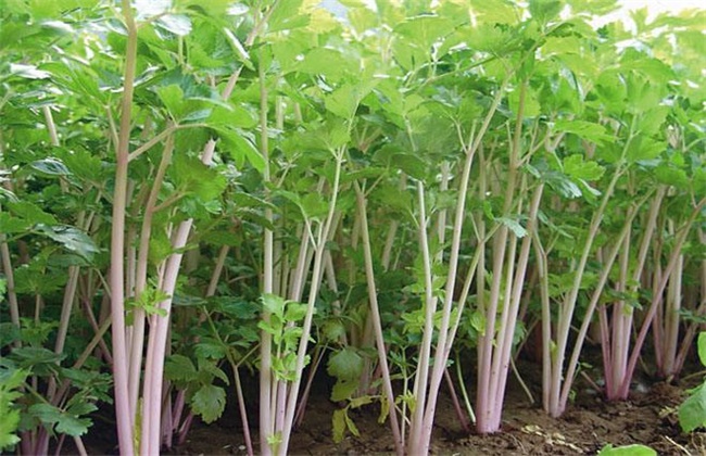 芹菜种植效益