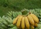 香蕉常见种类图片名称