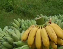 香蕉常见种类图片名称