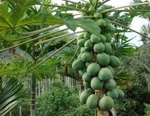 木瓜常见品种及图片