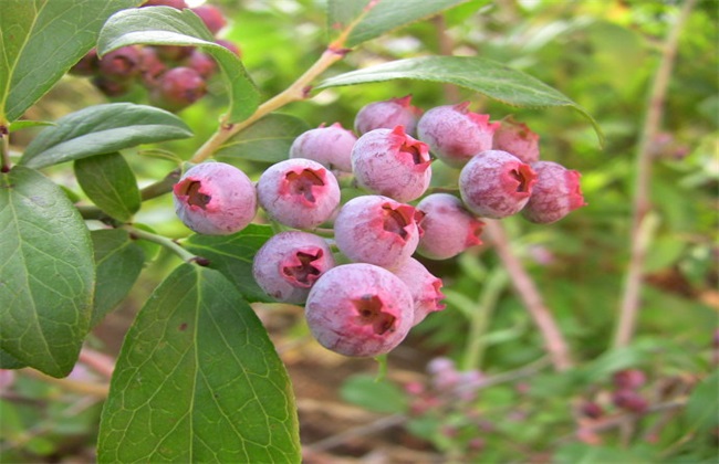 蓝莓常见品种