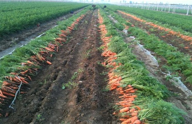 胡萝卜 种植效益 分析