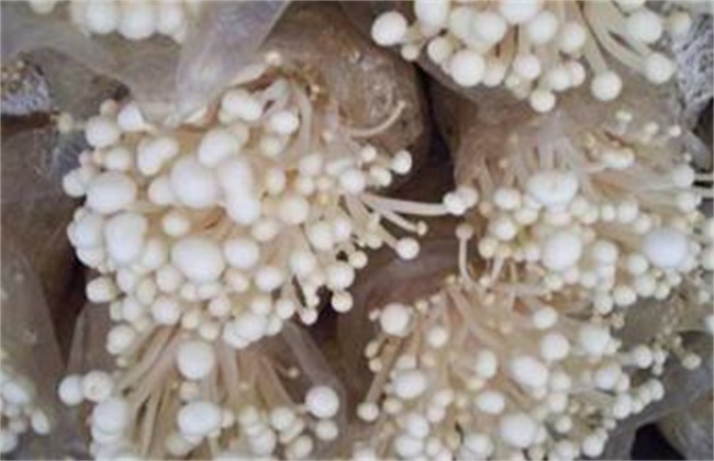 金针菇的种植效益如何