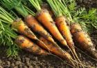 胡萝卜种植效益分析