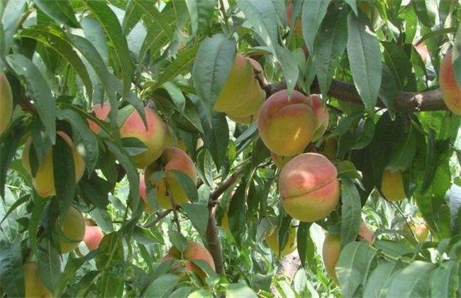 黄桃种植技术