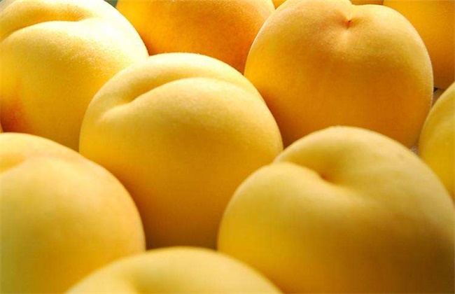 黄桃种植技术