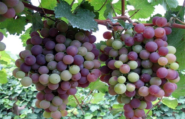 葡萄如何施肥