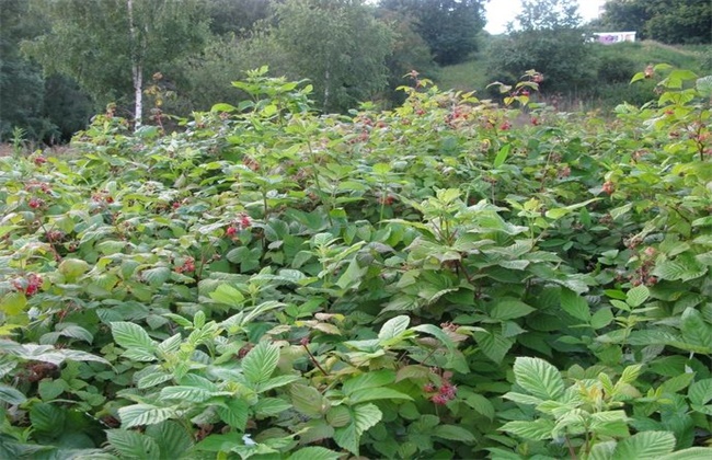 山莓的种植方法