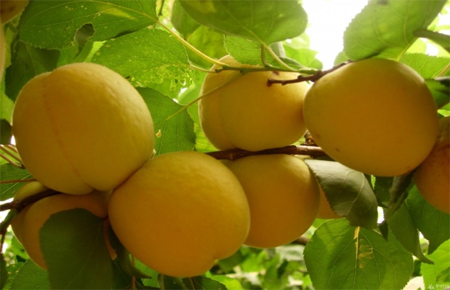 黄桃的施肥技术