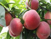 桃子常见种类及图片