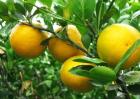 柑橘价格多少钱一斤