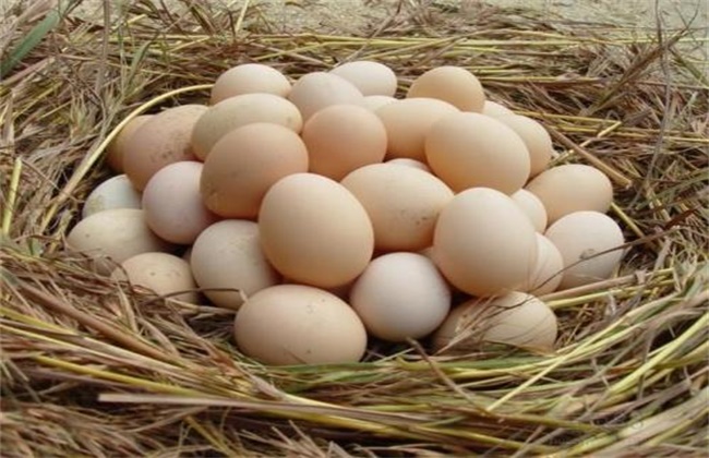 柴鸡蛋多少钱一斤