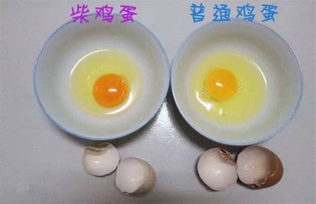 柴鸡蛋和普通鸡蛋区别