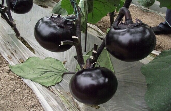 茄子的常见种类及图片