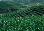 茶叶种植的注意事项