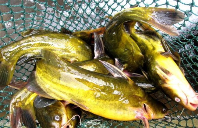 黄颡鱼价格多少钱一斤