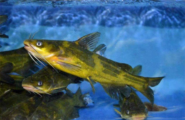 黄颡鱼 养殖 注意事项