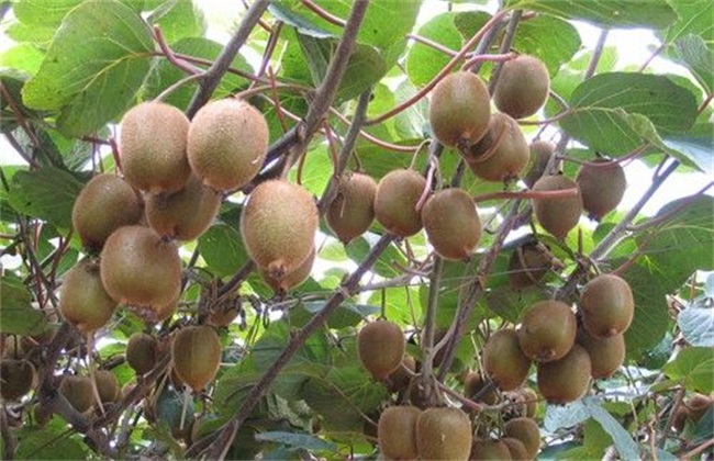 猕猴桃价格多少钱一斤