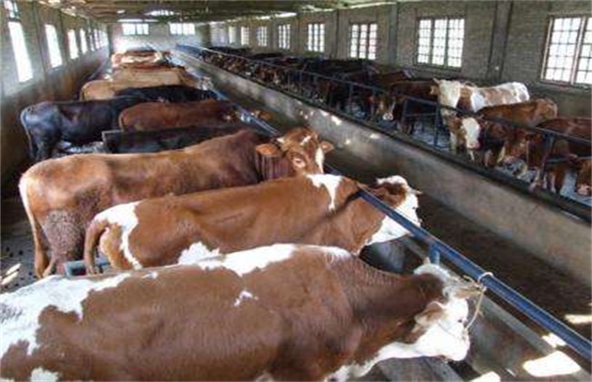 育肥牛饲养管理技术