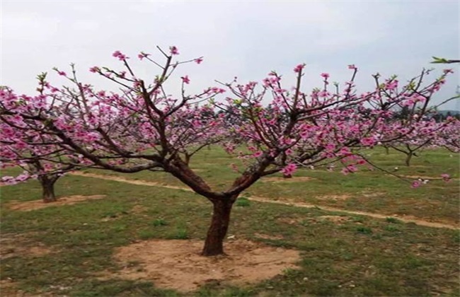 桃树疏花疏果技术