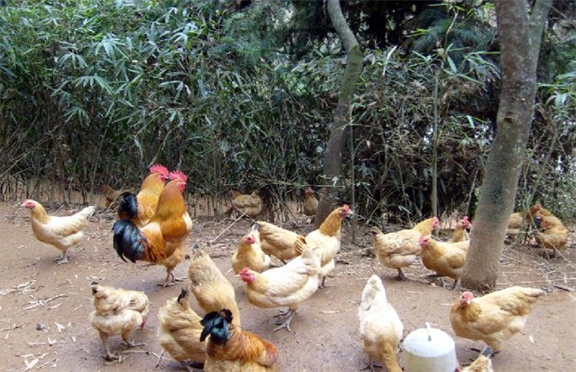 土鸡 养殖效益 分析