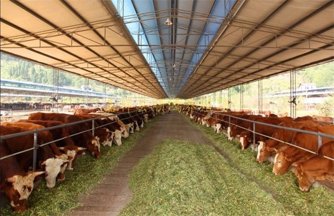 肉牛 养殖效益 如何