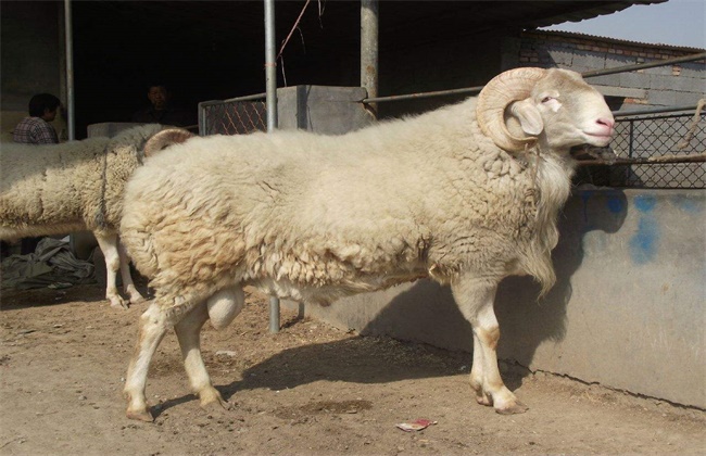 小尾寒羊价格多少钱一斤