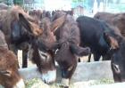 肉驴养殖效益分析